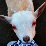 Baby Miniature Dire Goat